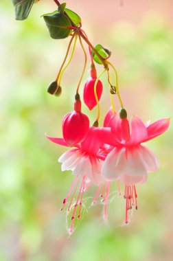 Bahçedeki kırmızı çiçekler