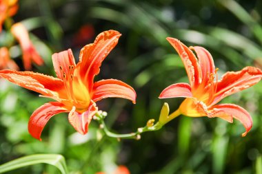 Bahçedeki kırmızı çiçekler