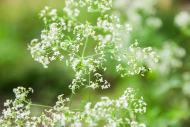 Yeşil bitki arka planında beyaz bitki