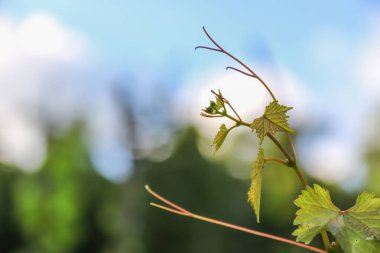 Üzüm bağının yakınındaki yeşil bitkiler