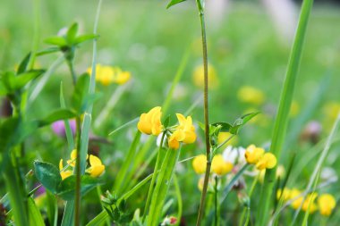 Sarı çiçekler tarlada