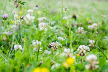 Tarlada papatya çiçeği