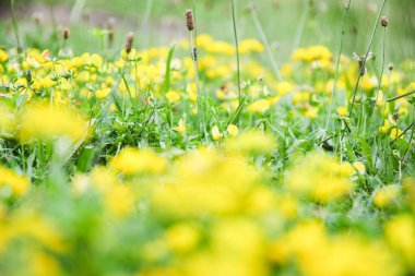 Sarı çiçekler tarlada