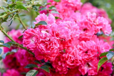 Bahçedeki kırmızı güller