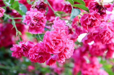 Bahçedeki kırmızı güller