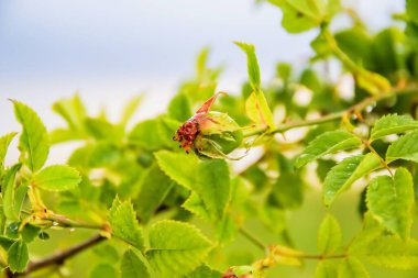 bahar bitki örtüsü, gül ağacı detayları