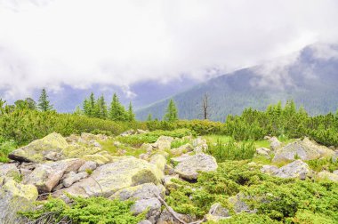 Sisli bir günde dağ ilkbahar manzarası