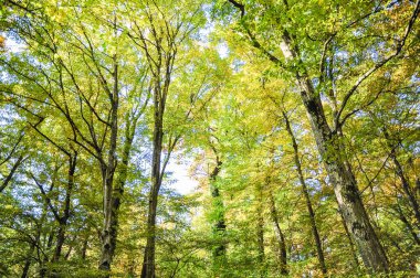 Parkta sonbahar yaprakları