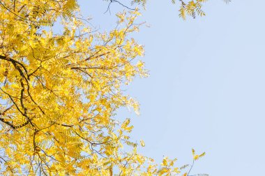 Parkta sonbahar yaprakları