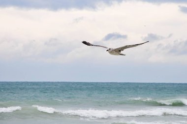 Denizde uçan martı
