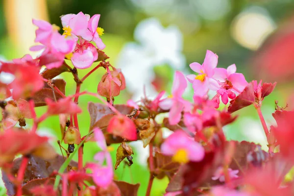 Röda Blommor Trädgården — Stockfoto