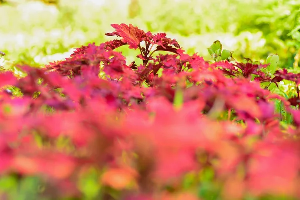 Röda Blommor Trädgården — Stockfoto