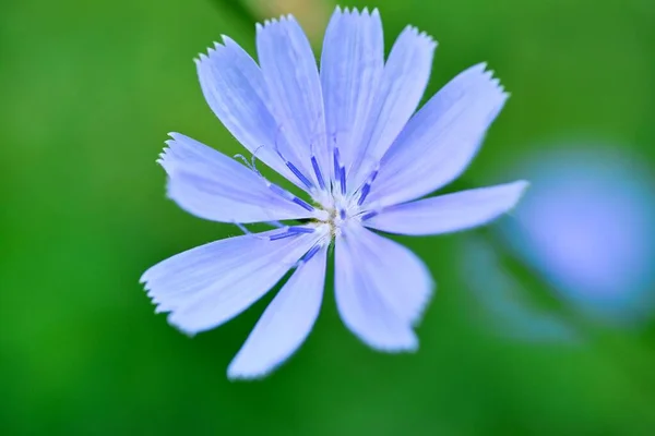 Blue Flowers Field — Stock Photo, Image