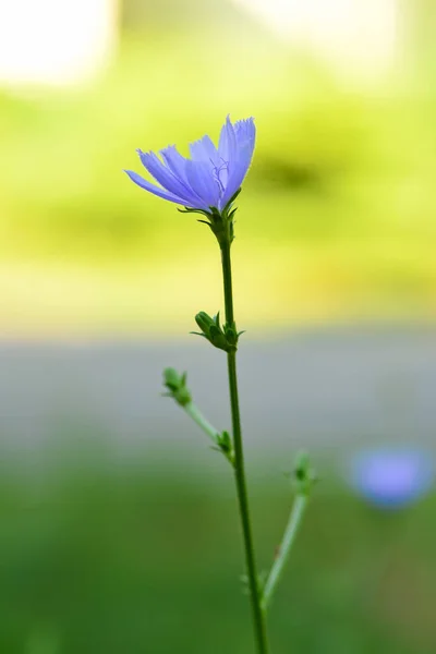 Blue Flowers Field — Stock Photo, Image