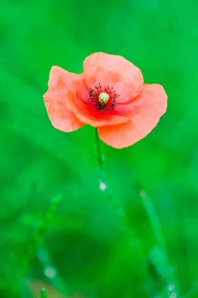 Red Poppy Green Vegetation Background — Stock Photo, Image