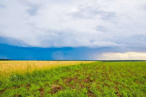 Campo Verde Paisaje Con Cielo Azul Nubes Tormentosas — Foto de Stock