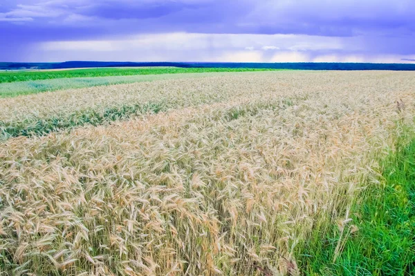 Mavi Gökyüzü Fırtınalı Bulutlarla Yeşil Alan Manzarası Buğday Çiftliği — Stok fotoğraf