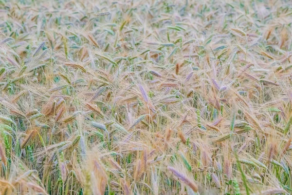 Зелений Польовий Пейзаж Блакитним Небом Штормовими Хмарами Пшенична Ферма — стокове фото
