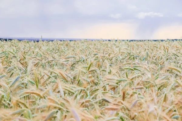 Mavi Gökyüzü Fırtınalı Bulutlarla Yeşil Alan Manzarası Buğday Çiftliği — Stok fotoğraf