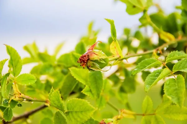 bahar bitki örtüsü, gül ağacı detayları