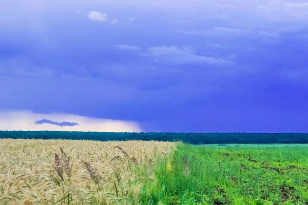 Paysage Champs Verts Avec Ciel Bleu Nuages Orageux — Photo