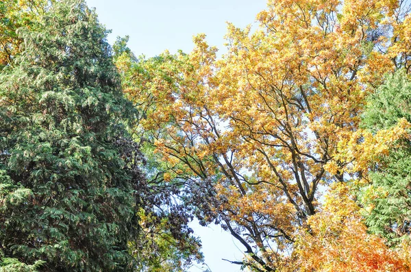 Autumn Leaves Park — Stock Photo, Image