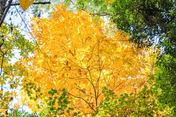 Autumn Leaves Park — Stock Photo, Image
