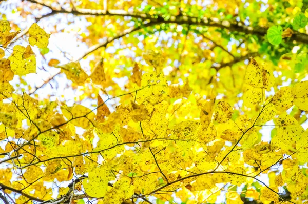 Herbstlaub Park — Stockfoto