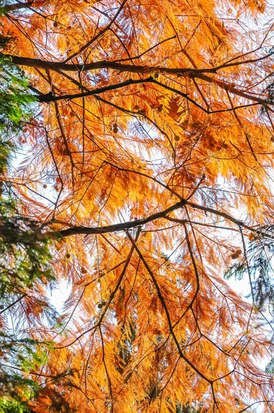 Hojas Otoño Parque —  Fotos de Stock