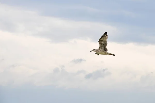 Gabbiano Volante Mare — Foto Stock