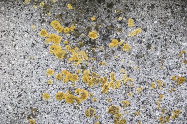 çatlaklı gri beton duvar dokusu