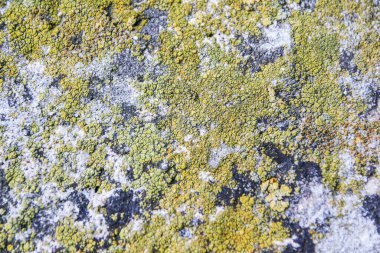 çatlaklı turuncu beton duvar dokusu