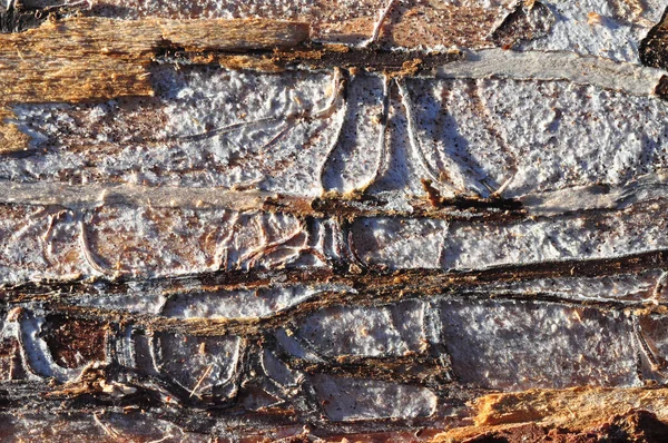 Dřevěná Textura Prasklinami — Stock fotografie