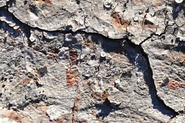 Wood Texture Cracks — Stock Photo, Image