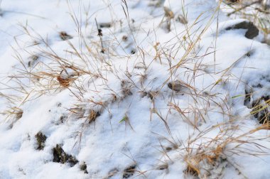 Dağ kış manzarası. Kardan çıkan kurumuş bitkiler