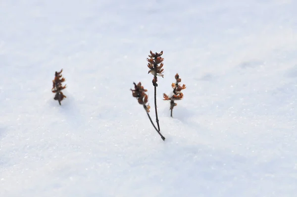 Hegyi Téli Táj Hóból Származó Szárított Növények — Stock Fotó