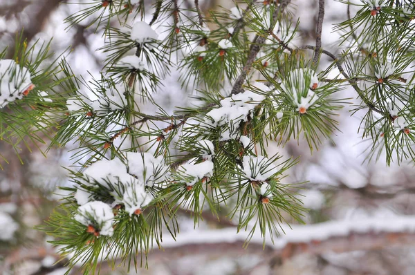 Nuageux Hiver Paysage Montagne — Photo