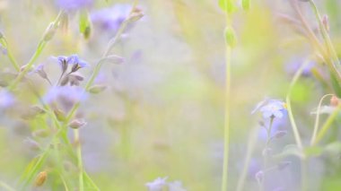 Arazide bahar mavisi çiçekler. seçici odak