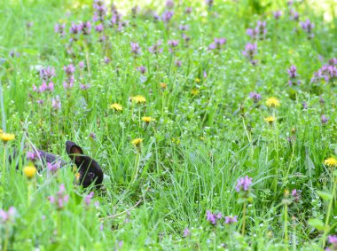 Genç siyah tavşan tarlada