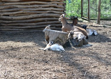 Hayvanat bahçesinde bir grup keçi