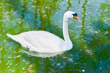 Yeşil suda beyaz kuğu