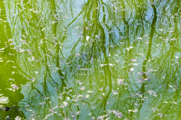 Árboles Reflejados Agua Del Lago —  Fotos de Stock