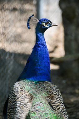 Mavi bir tavus kuşunun kafasından.