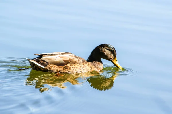 Wildenten Auf Der Donau Bei Regensburg — Stockfoto