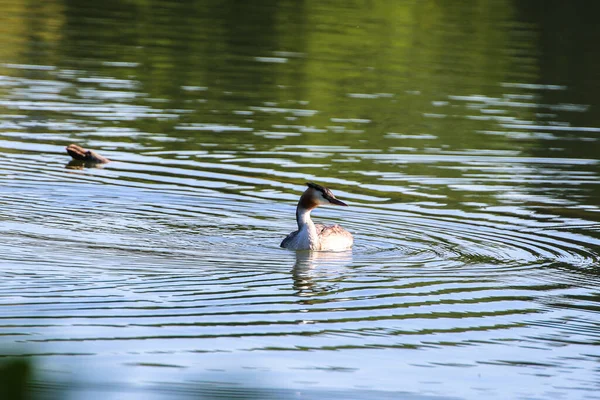 Fauna Selvatica Sul Fiume Danubio Vicino Alla Città Ratisbona Germania — Foto Stock