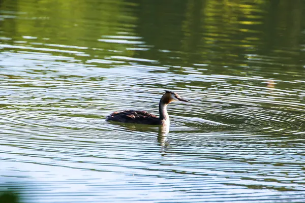 Fauna Selvatica Sul Fiume Danubio Vicino Alla Città Ratisbona Germania — Foto Stock