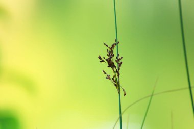 Nehir kenarındaki yabani bitkiler ve meyveler