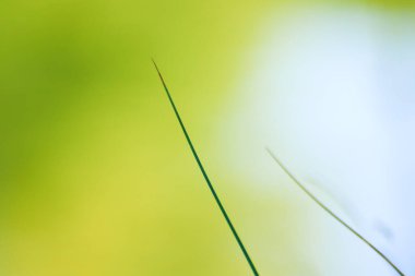 Nehir kenarındaki yabani bitkiler ve meyveler