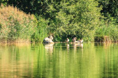 Suda yüzen ördekler