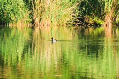 Tuna nehrinde vahşi bir kuş